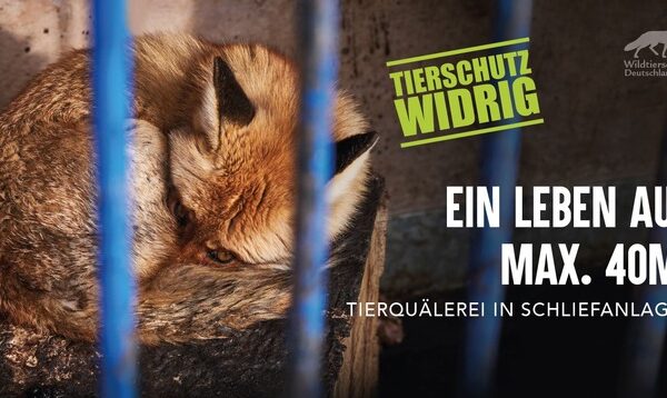 Mutiger Vorstoß in Niedersachsen: Verbot der Ausbildung von Jagdhunden am lebenden Wildtier