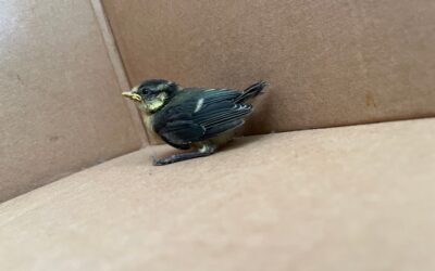 POL-UN: Unna – Polizei rettet Vogelküken und bringt es ins Nest zurück