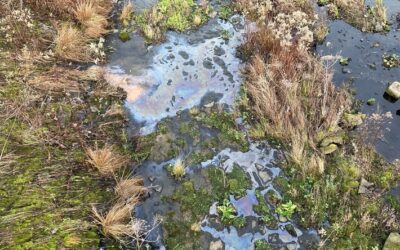 FW-MH: Vermutete Gewässerverunreinigung an der Kassenbergbrücke – Natürliches Phänomen löst Feuerwehreinsatz aus