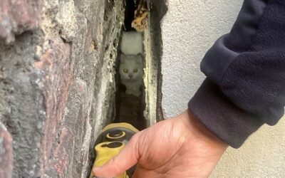 FW-BO: Kätzchen aus Zwangslage befreit