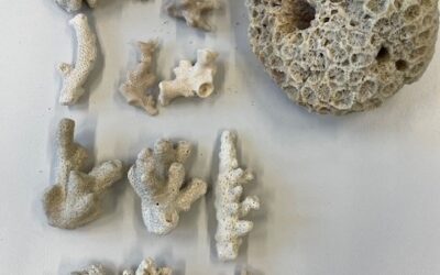 HZA-K: Kölner Zoll findet artengeschützte Steinkoralle in der Größe einer Honigmelone / Thailand-Urlaub endet für 56-jährigen Deutschen mit Ermittlungsverfahren