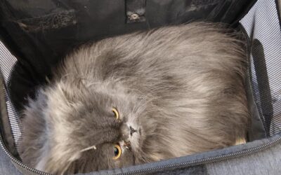 BPOL NRW: Aussetzung zweier Katzen am Bahnhof – Verursacher von Bundespolizei gestellt