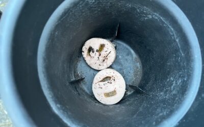 POL-SO: Hundeköder auf Grünstreifen ausgelegt