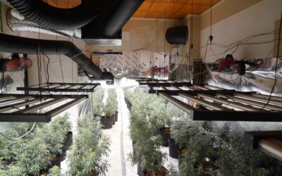 POL-GE: Cannabisplantage in leerstehendem Mehrfamilienhaus entdeckt