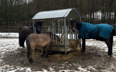 POL-DO: Tierische Gefahrenstellle auf der A 45: Polizei rettet drei Pferde von der Autobahn
