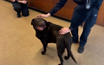 HZA-KR: Vier Pfoten auf Abwegen – wie Labrador „Brownie“ im Zollamt Schwanenhaus alle Herzen eroberte
