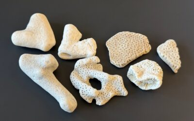 HZA-BI: 3. März 2026: Tag des Artenschutzes/Zoll hilft bedrohte Tiere und Pflanzen zu schützen