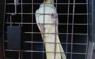 FW-EN: Papagei in fremder Wohnung
