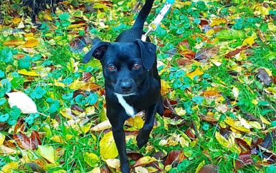 POL-DO: Nach viralen Social Media Video: Polizei nimmt Hund in Obhut