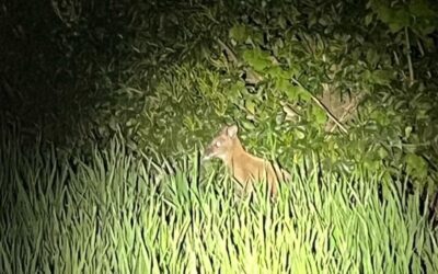 POL-BOR: Ahaus-Ottenstein – Wallaby eingefangen
