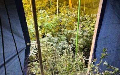 POL-BI: Illegale Cannabis-Plantage aufgedeckt