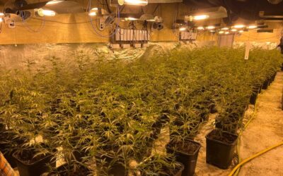 POL-BI: Polizei deckt Cannabis-Plantage und illegales Glückspiel auf