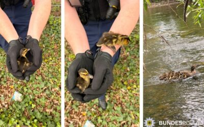 BPOL NRW: Tierischer Einsatz in Hennef: Bundespolizei rettet Entenfamilie aus Gleisbereich