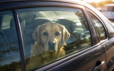 POL-ME: Hund in Auto zurückgelassen: Verfahren gegen Halter eingeleitet – 2606107