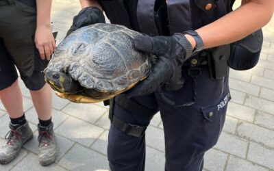 POL-BI: Schildkröte auf A 2 Zufahrt