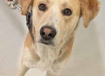 BPOL NRW: Hund alleine in Essen unterwegs – Bundespolizei nimmt Vierbeiner im Essener Hauptbahnhof vorübergehend in Obhut