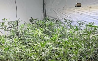 POL-REK: 260807-2: Polizeikräfte stellten über 900 Cannabispflanzen sicher