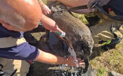 FW Meerbusch: Person in Sumpf eingesunken