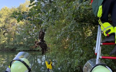 FW-Schermbeck: Fünf Einsätze für die Feuerwehr Schermbeck