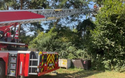 FW Alpen: Ausflug einer Katze im Baum – wieder wohlauf