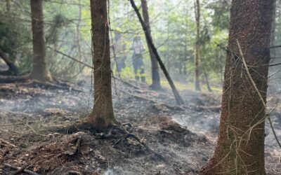 FW-DT: Flächenbrand im Leistruper Wald