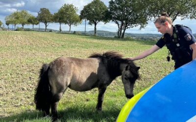 POL-UN: Schwerte – Polizei fängt ausgebüxte Ponys in Wandhofen mit Flatterband ein